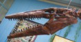 /album/galeria-spinosaurov/tylosaurus-2-jpg1/